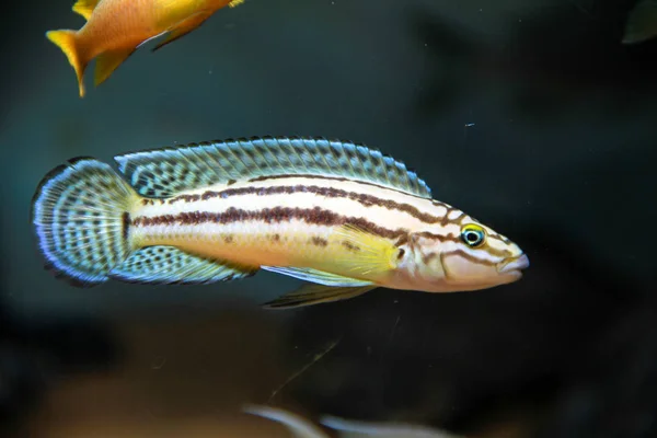 Altın Julie Cichlid Julidochromis Ornatus — Stok fotoğraf