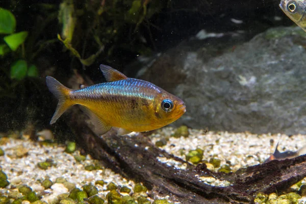 Kogal Pez Tetra Ojos Azules Moenkhausia Kogal Amarillo —  Fotos de Stock