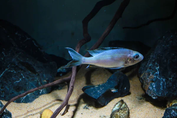 Blue Ventralis Ciclid Ophthalmotilapia Ventralis — Stock Photo, Image