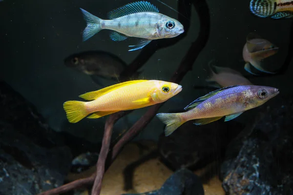 Cichlid Limão Neolamprologus Leleupi Leptosoma Cichlid — Fotografia de Stock