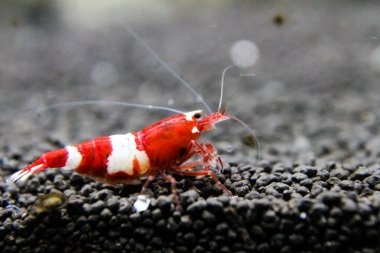 Seçici cins arı karides kırmızı şarap karides (Caridina kantonnsis) varyasyonu