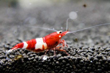 Seçici cins arı karides kırmızı şarap karides (Caridina kantonnsis) varyasyonu