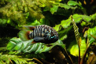 Zebra Acara Cichlid Fish (Ivanacara adoketa) clipart