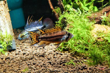 Kakadu cüce cichlid (Apistogramma cacatuoides) Üç çizgili Cüce Cichlid ile savaşır (Apistogramma trifasciata)