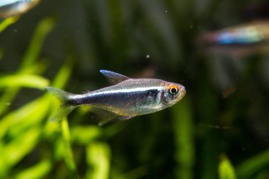 Siyah Neon Tetra (Hyphessobrycon herbertaxelrodi) dikilmiş tank
