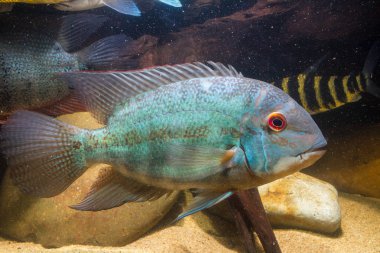 Gerçek Papağan Cichlid (Hoplarchus psittacus)
