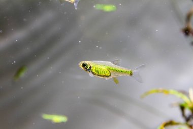 Yeşil Neon Rasbora (Microdevario kubotai)