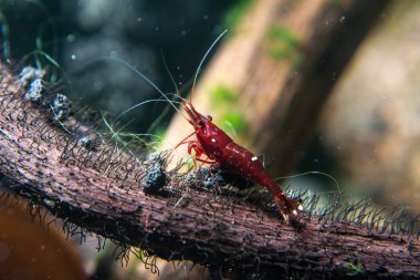 Sulawesi Karides (Caridina dennerli)