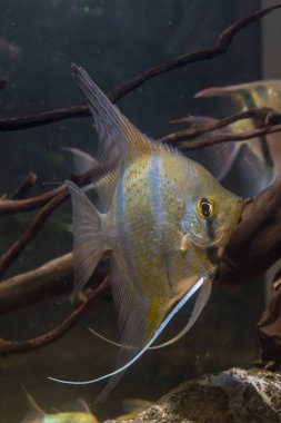 Vahşi Melek Peru Altum Melek Balığı (Pterophyllum scalare). Tropik bir balık.