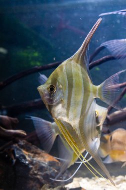 Altum Angelfish (Pterophyllum altum) Tropikal balık