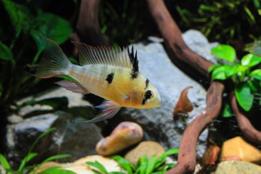 Bolivya Ram Cichlid (Mikrogeophagus altispinosus) tropikal bir balık