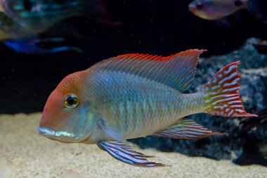 Tapajos Eartheater Cichlid (Geophagus sp. Tapajos) a tropical fish from Tapajos River, Brazil clipart