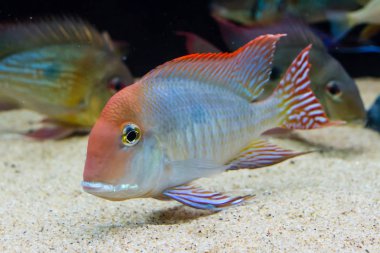 Tapajos Eartheater Cichlid (Geophagus sp. Tapajos) Tapajos Nehri, Brezilya bir tropikal balık
