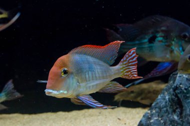 Tapajos Eartheater Cichlid (Geophagus sp. Tapajos) Tapajos Nehri, Brezilya bir tropikal balık