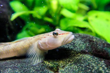 Candidius goby (Rhinogobius candidianus)
