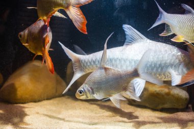 Orak yüzgeçli Barb (Puntioplites falcifer)