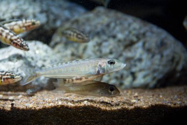 Xenotilapia Cichlid Tanganika Gölü 'nün Kum Taşıyıcısı