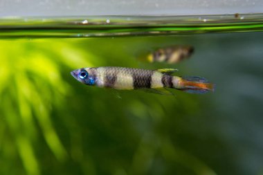 Palyaço killifish (Epiplatys annulatus)