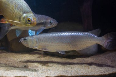 Avustralya Benekli Arowana (Skleropages leichardti)