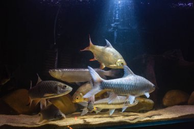 Barb ve Avustralya Benekli Arowana Eğitim