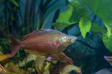 Ekilen tankta gümüş kırmızı gökkuşağı balığı (Melanotaenia sp.)