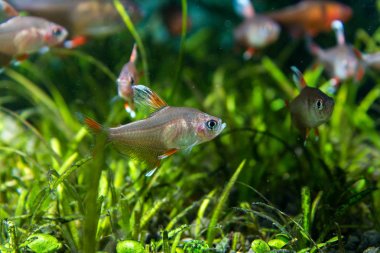 Whitefin Rosy Tetra (Hyphessobrycon rosaceus 