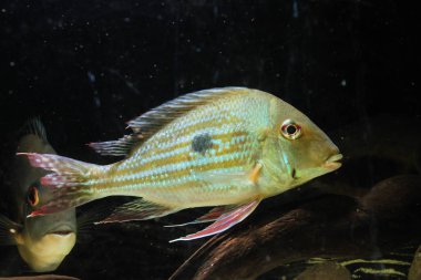 Geophagus winemilleri tropikal bir balık