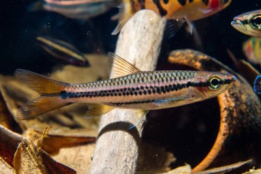 Malezya'dan Rasbora(Rasbora chephalotania)