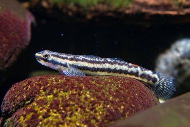 Gökkuşağı Stiphodon Goby (Stiphodon ornatus) Tatlı su yosun yiyici goby, kadın