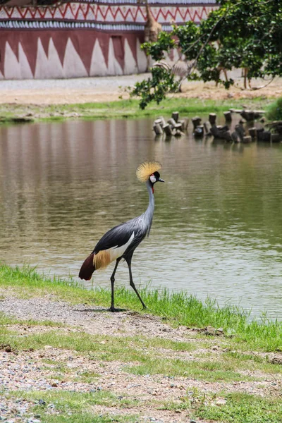 Grey Crowned Crane Balearica Regulorum Красивый Кран Африки — стоковое фото