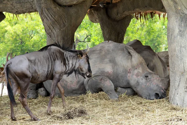 Animales Salvajes Alojados Refugio Rinocerontes Blancos Durmiendo —  Fotos de Stock