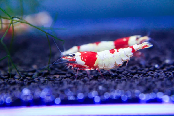 Red Bee Shrimp Caridina Cantonensis Color Selective Captive Breed Wild — Stock Photo, Image