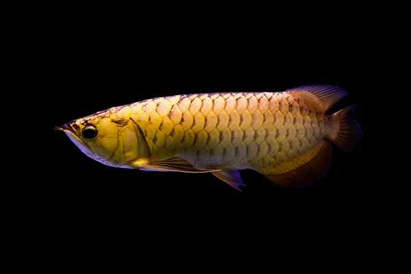 Full Golden Arowana Black Isolated Background — Stock Photo, Image