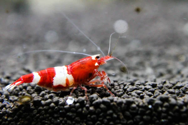 Red Wine Shrimp Caridina Cantonensis Variation Bee Shrimp Selective Breed — Stock Photo, Image