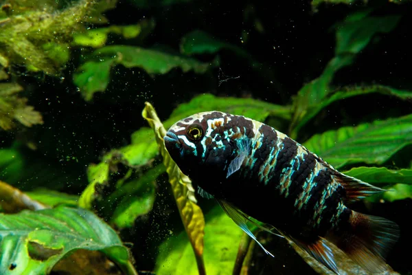 Zebra Acara Cichlid Fish Ivanacara Adoketa — Stock Photo, Image