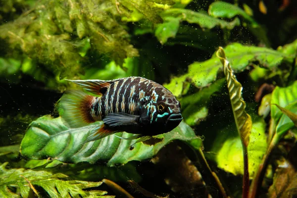 Zebra Acara Cichlid Fish Ivanacara Adoketa — Fotografia de Stock