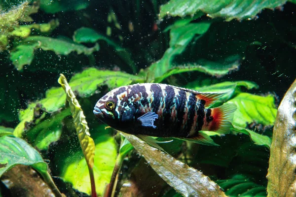 Zebra Acara Cichlid Fish Fcacara Adoketa — стоковое фото