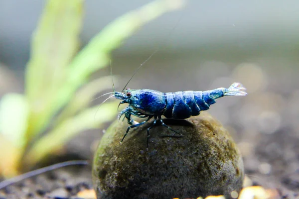 Blue Bolt Shrimp Caridina Cantonensis Variation Bee Shrimp Selective Breed — Stock Photo, Image