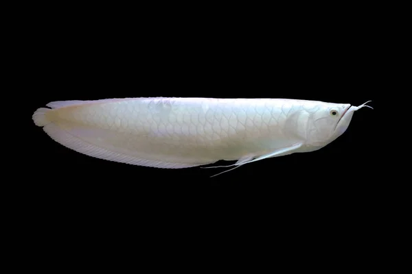 Snow White Silver Arowana Fekete Elszigetelt Háttér — Stock Fotó