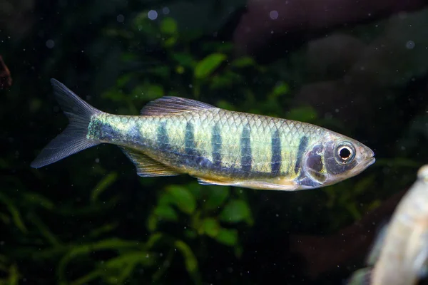 Barbe Truite Fardée Opsarius Bernatziki Fondée Dans Sud Thaïlande — Photo