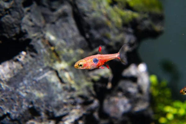 Eper Rasbora Boraras Naevus — Stock Fotó