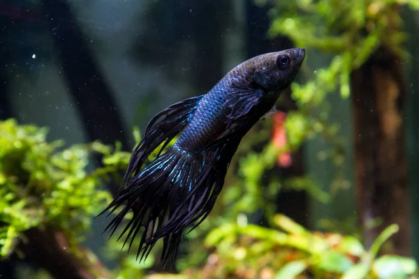 Dark Blue Betta Swallowtail — Stock Photo, Image