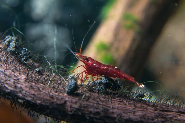 Sulawesi Shrimp Caridina Dennerli — Stock Photo, Image