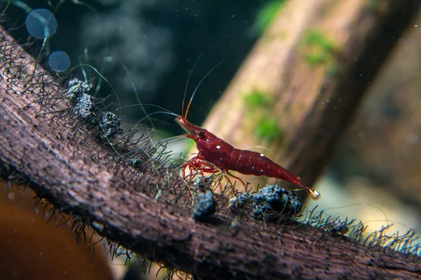 Sulawesi Shrimp Caridina Dennerli — Stock Photo, Image