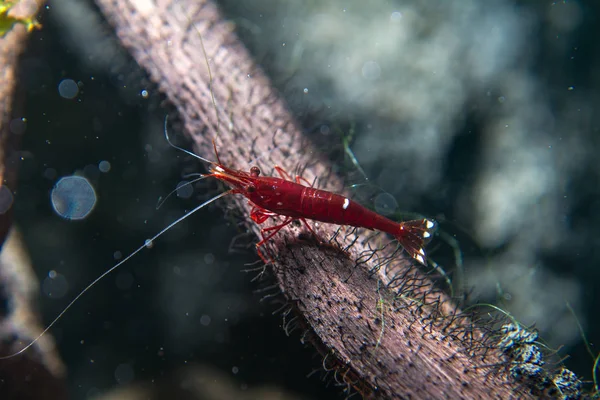 Sulawesi Shrimp Caridina Dennerli — Stock Photo, Image