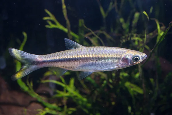 Rasbora Prata Rasbora Argyrotaenia — Fotografia de Stock