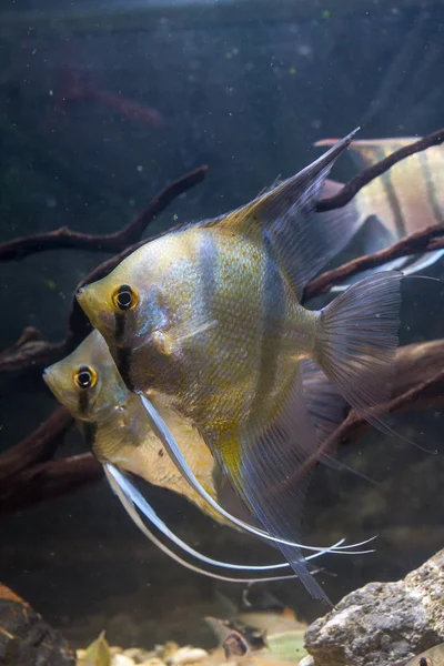 野生天使鱼秘鲁阿图姆天使鱼 螺旋体鳞片 热带鱼 — 图库照片