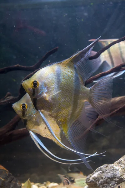 Vahşi Melek Peru Altum Melek Balığı Pterophyllum Scalare Tropik Bir — Stok fotoğraf