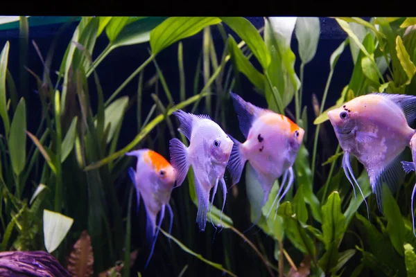 Koi Angelfish Ekilen Akvaryum — Stok fotoğraf