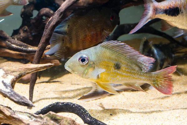 Geophagus Winemilleri Tropical Fish — Stock Photo, Image